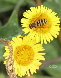 Syrphus species f September 2012, Bookham Common, Alan Prowse